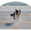 a dog running on the ocean shore